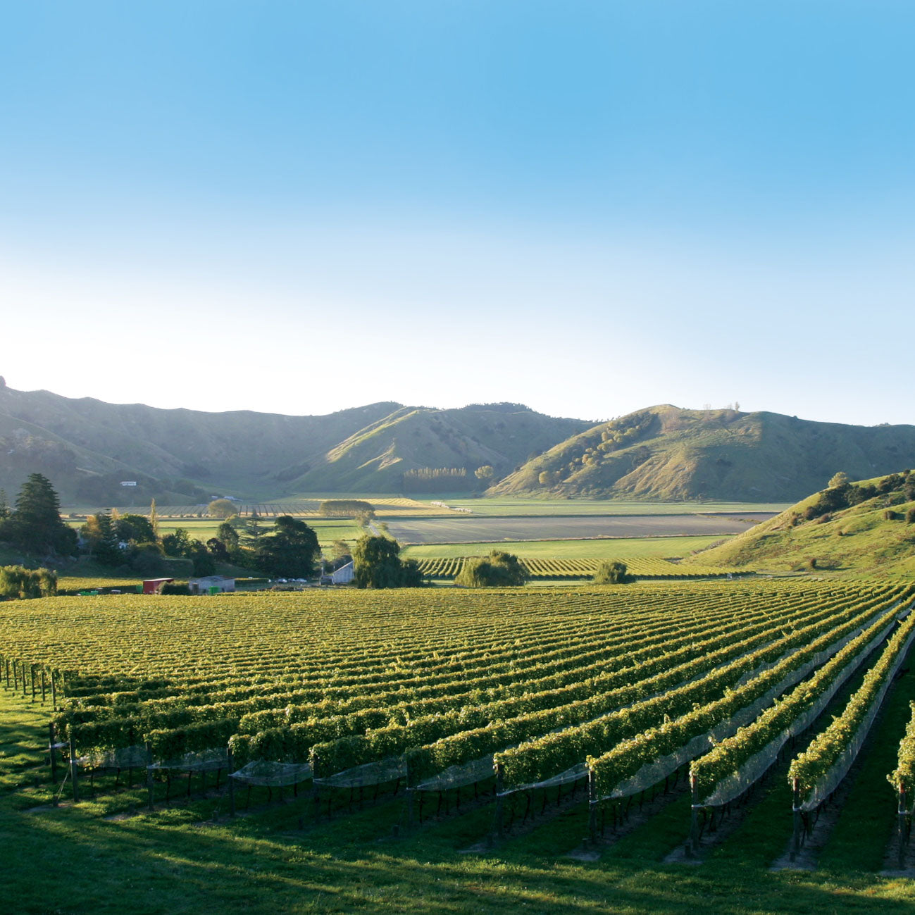 Wines of New Zealand: Tasting 16th May
